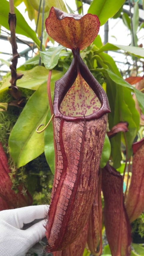 Nepenthes Samudera