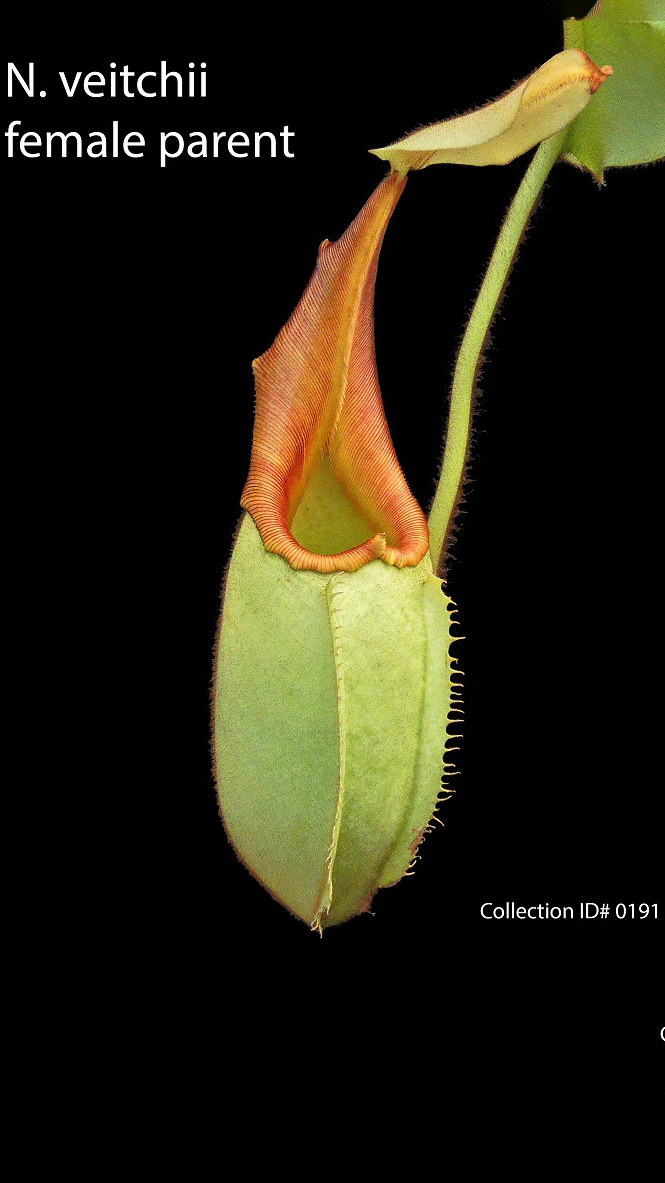 N. veitchii - Bario Highland - grex # 1