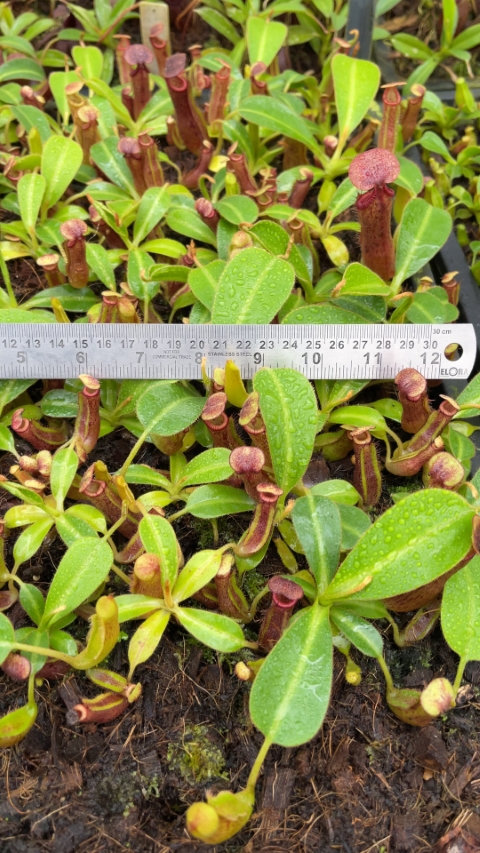 N. glandulifera x edwardsiana - selected clones