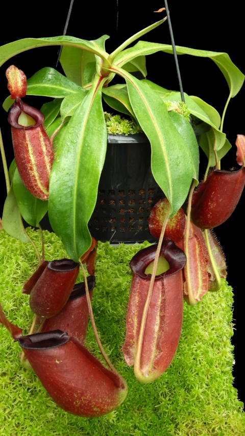 N. spathulata x ampullaria – solid red