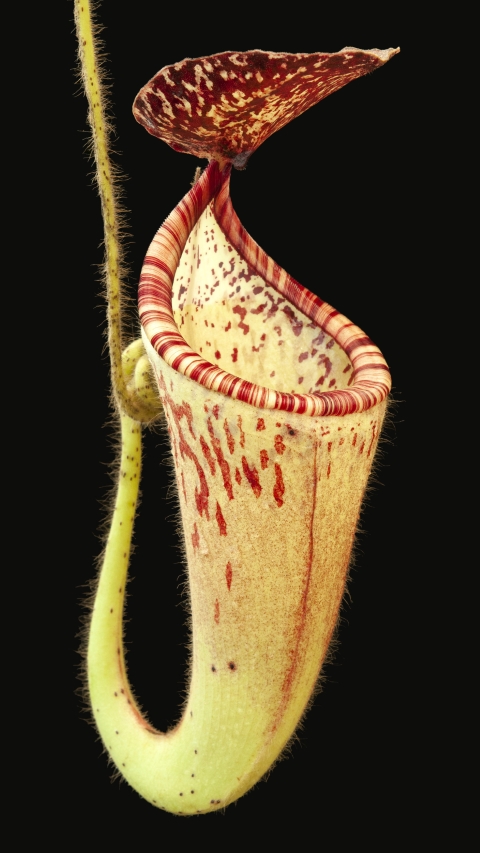 N. glandulifera - assorted clones