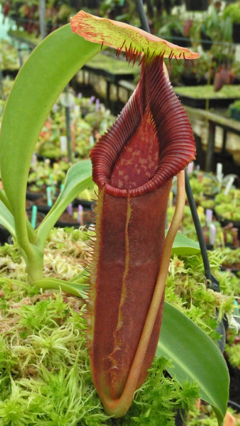 N. singalana x lowii – assorted clones