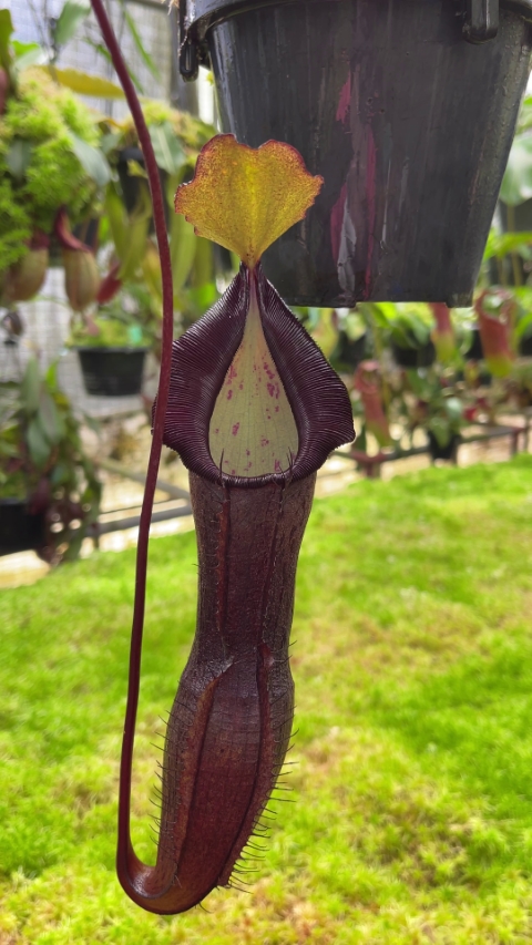 N. ramispina x singalana – selected clone