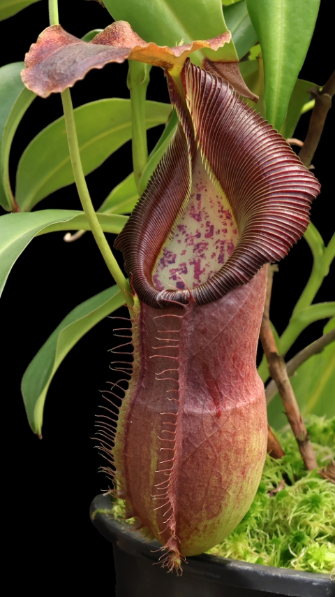 N. spathulata x singalana – assorted clones