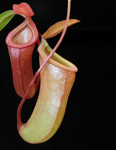 N. ventricosa x dubia – assorted clones
