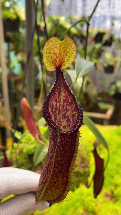 N. (singalana x diabolica) x hamata - assorted clones