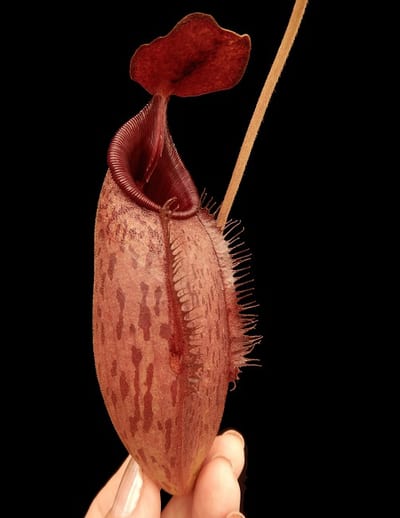 N. (veitchii x lowii) x aristolochioides - assorted clones
