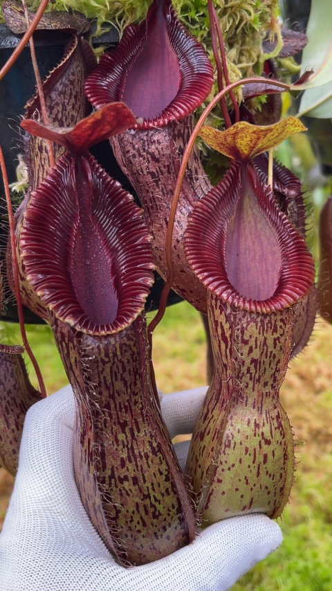 N. burkei x hamata – assorted clones