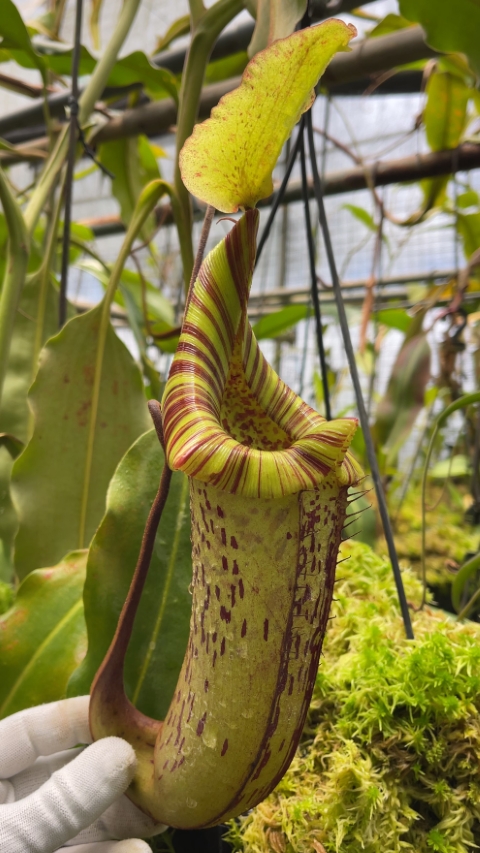 N. platychila x robcantleyi - assorted clones