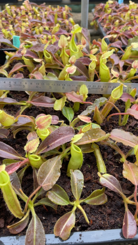 N. maxima - Sulawesi wavy-leaf – assorted clones