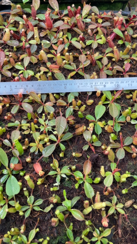 N. peltata x (veitchii x lowii)