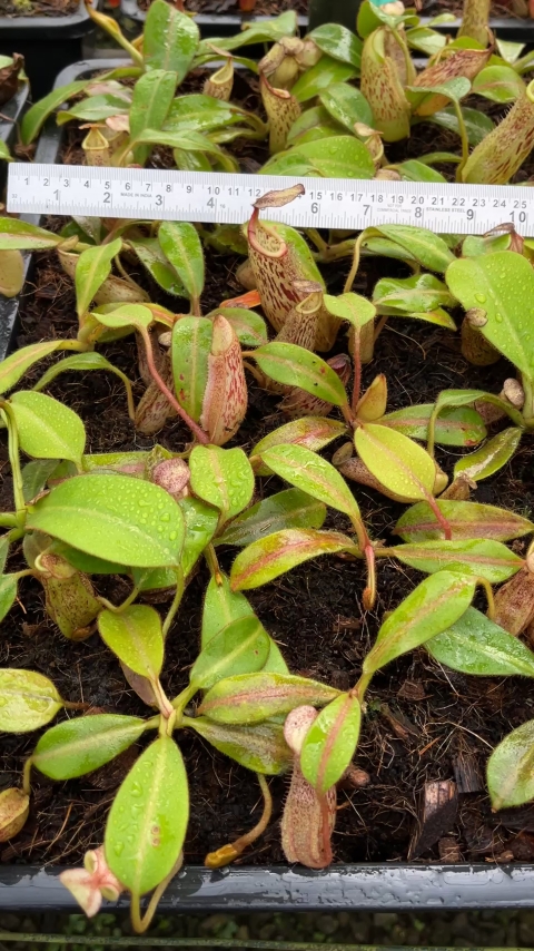 N. burbidgeae x veitchii