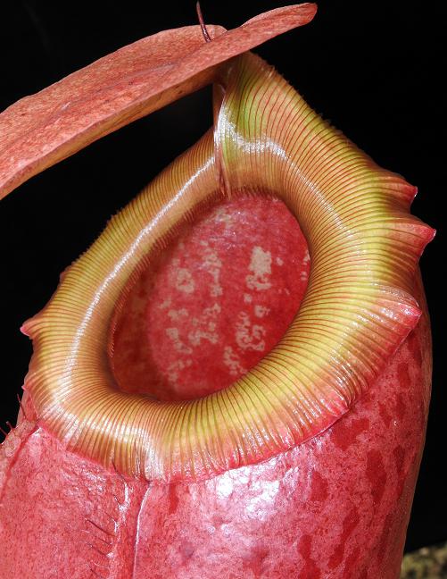 N. sibuyanensis x merrilliana – assorted clones