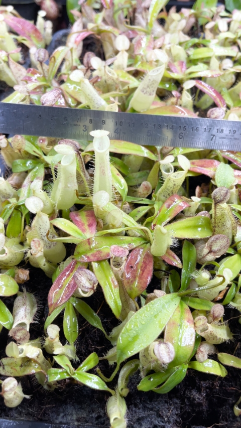 N. hirsuta - Serapi - assorted clones