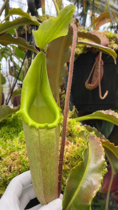 N. maxima – wavy leaf - clone #1
