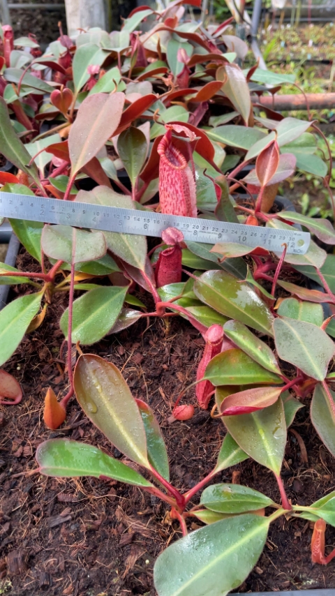 N. peltata x (veitchii x lowii)