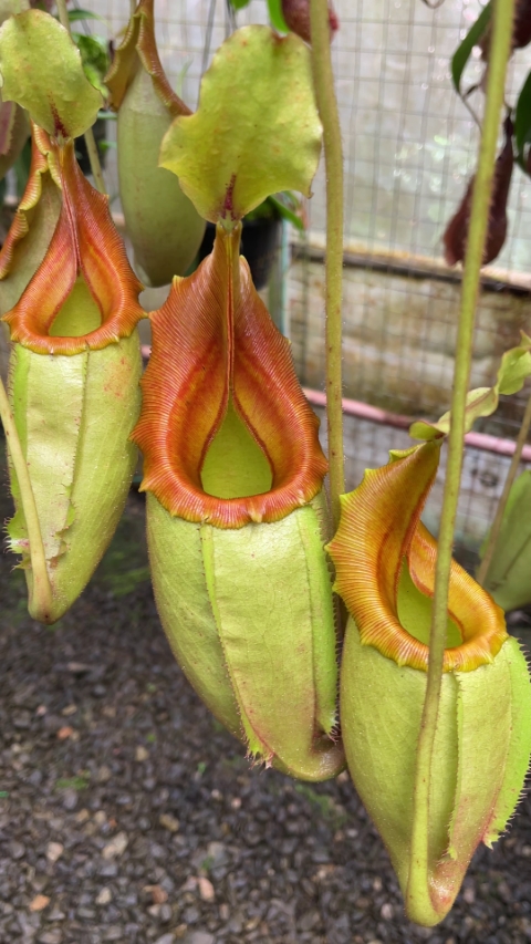 N. veitchii x mira - best selected clone