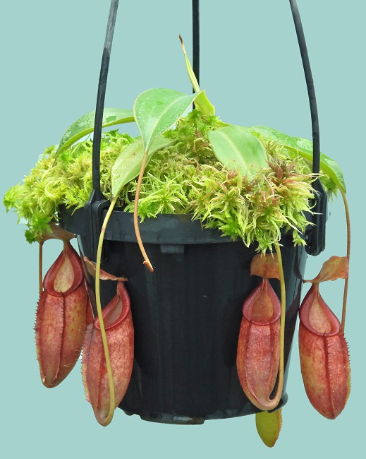 N. talangensis x (lowii x tentaculata) assorted clones