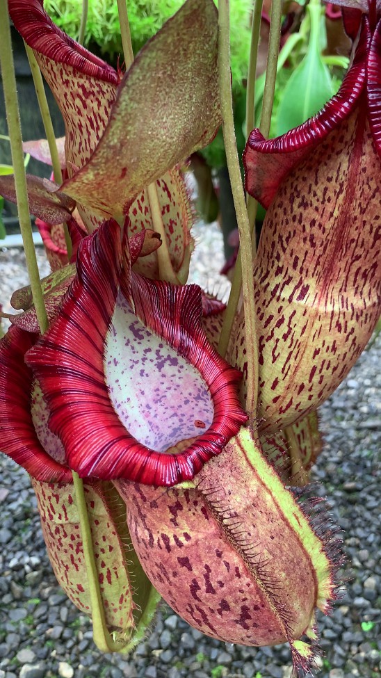N. spathulata x spectabilis – assorted clones