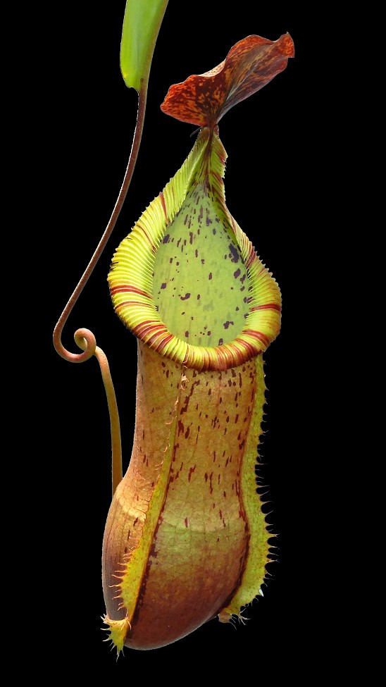 N. hamata x veitchii - assorted clones