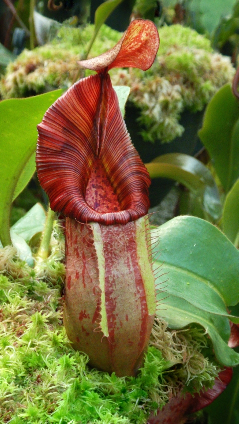 N. petiolata x veitchii - assorted clones