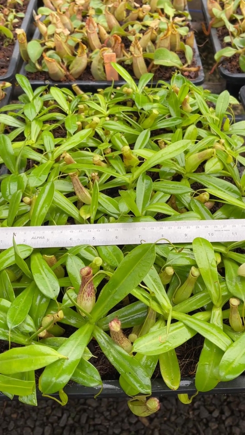 N. biak - selected clone