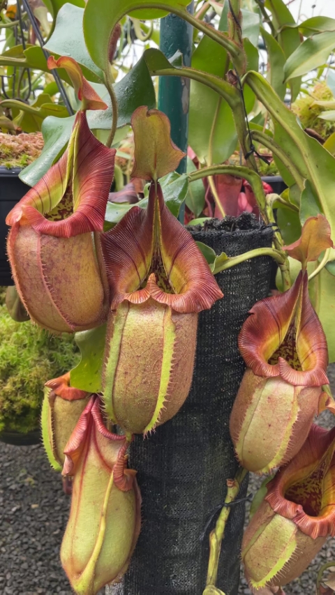 N. robcantleyi x veitchii