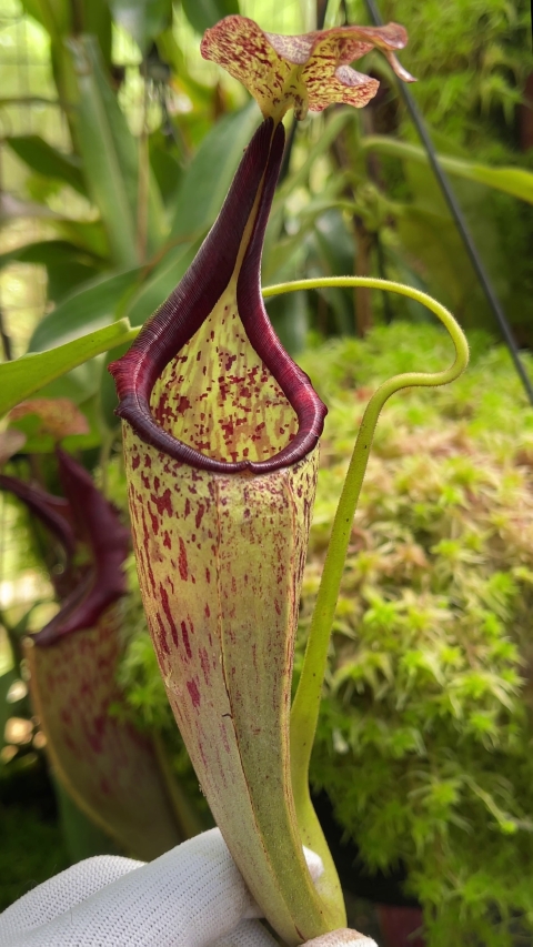 N. eymae – assorted clones