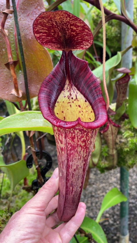 N. (veitchii x lowii) x spectabilis – assorted clones