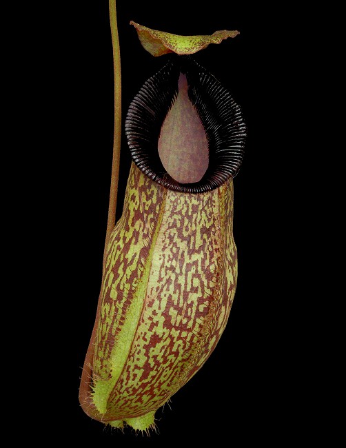 N. (aristolochioides x spectabilis) x hamata ‘Lumut’