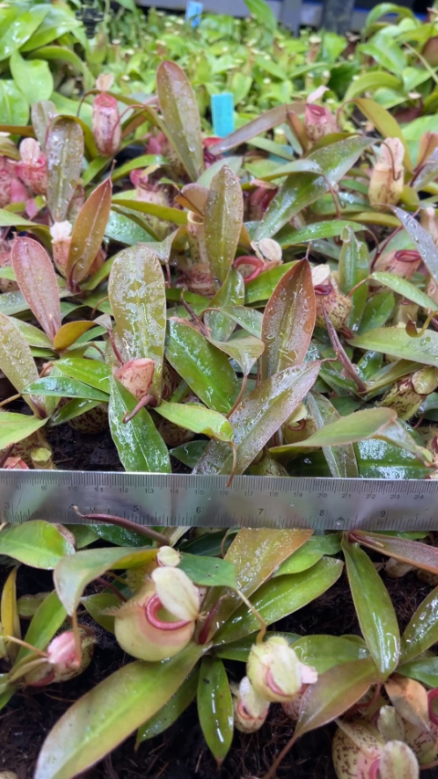 N. sibuyanensis x ampullaria – selected speckled clone