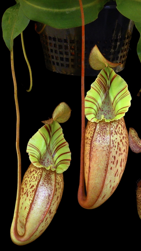 WIP N. spectabilis x veitchii - assorted clones