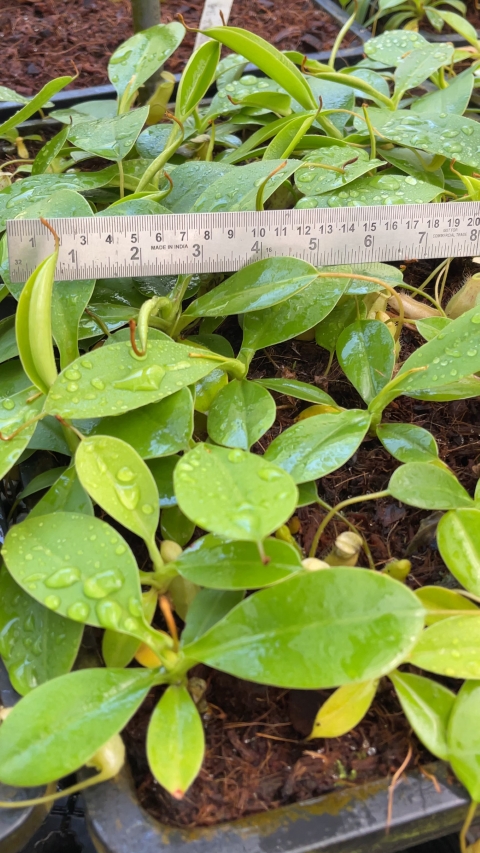 N. burbidgeae x sibuyanensis - assorted clones