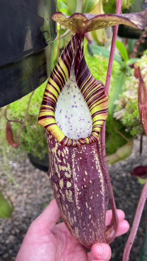 N. spectabilis – Gng. Perkinson