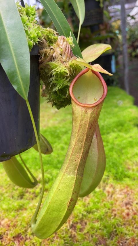 N. burkei x reinwardtiana - assorted clones