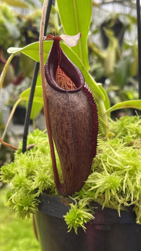 N. densiflora x aristolochioides – assorted clones