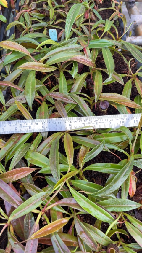 N. ceciliae ‘Mt. Kiamo’ – assorted clones