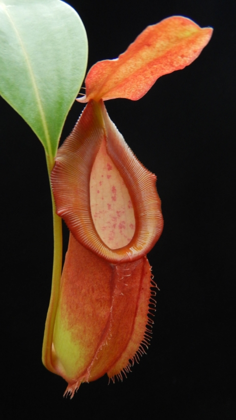 N. spathulata x dubia – assorted clones