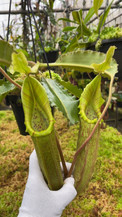 N. maxima - Sulawesi wavy-leaf – assorted clones
