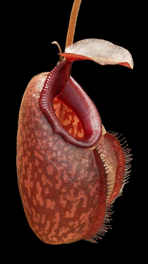 N. densiflora x aristolochioides – assorted clones