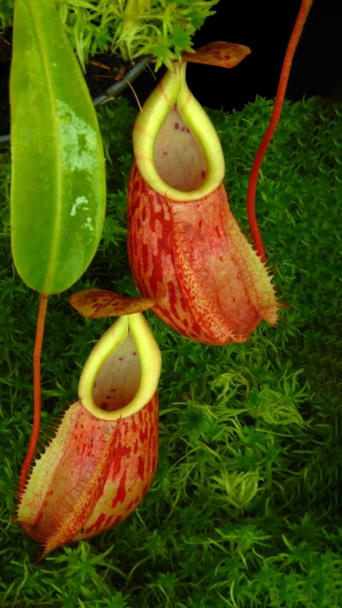 N. glabrata x veitchii - assorted clones