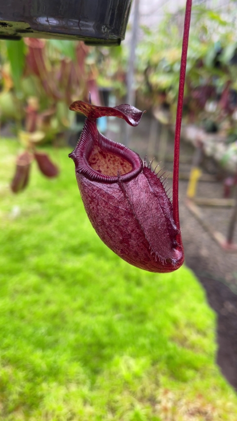 N. rajah x gymnamphora – assorted clones