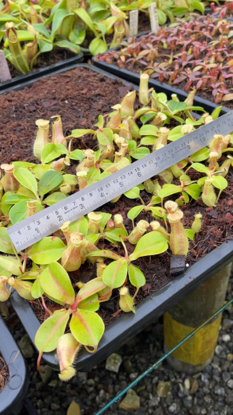 N. robcantleyi x merrilliana - assorted clones