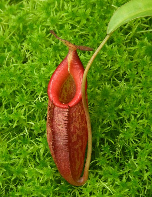 N. talangensis x (lowii x tentaculata) assorted clones
