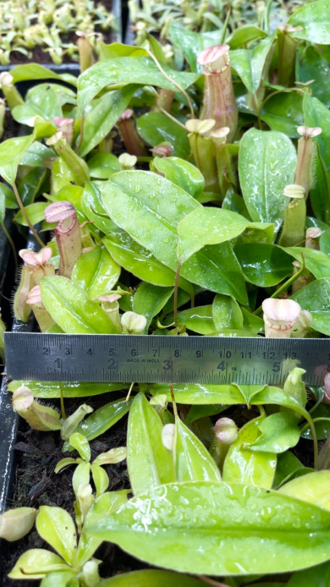 N. sumatrana - assorted clones