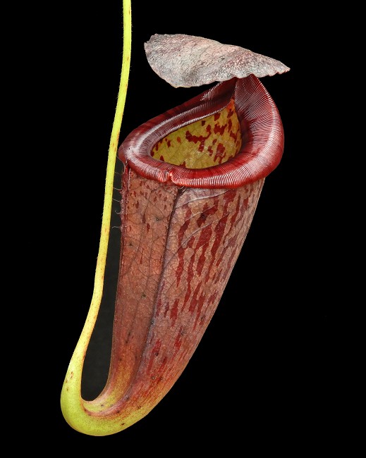 N. glandulifera x tenuis – assorted clones