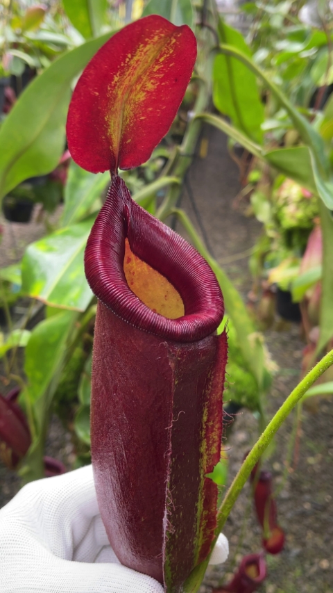 N. robcantleyi x ampullaria - selected clone