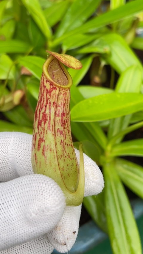 N. biak - selected clone