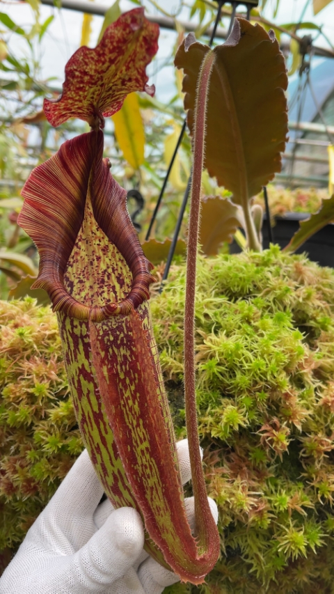 N. maxima - wavy leaf - clone #9