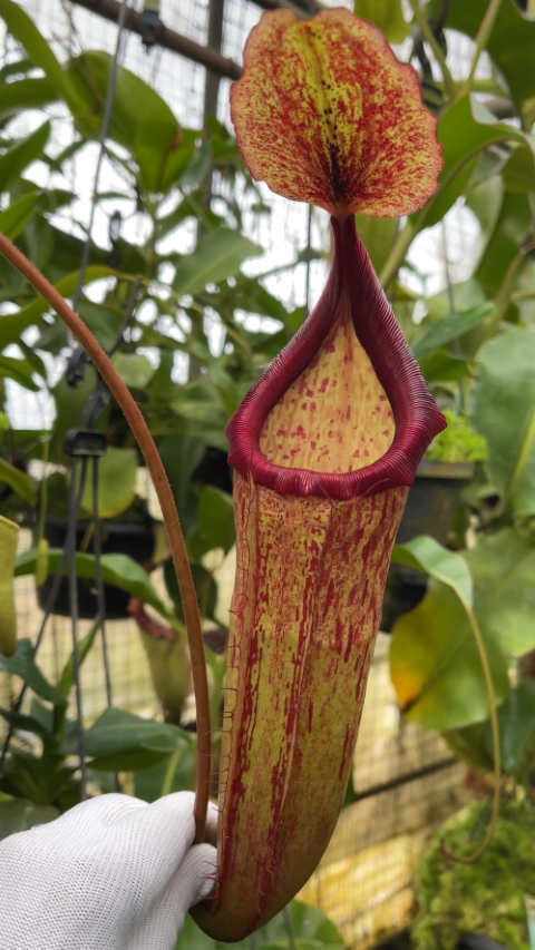 N. (veitchii x lowii) x samudera - assorted clones